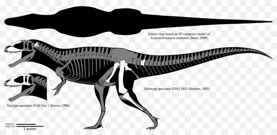 Carcharodontosaurus，Mapusaurus PNG