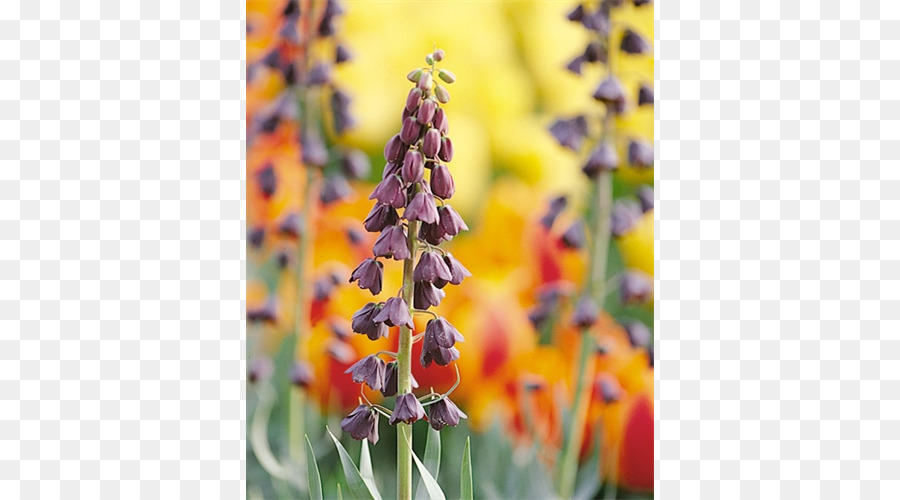 Fritillaria Imperialis，فريتيلاريا بيرسيكا PNG