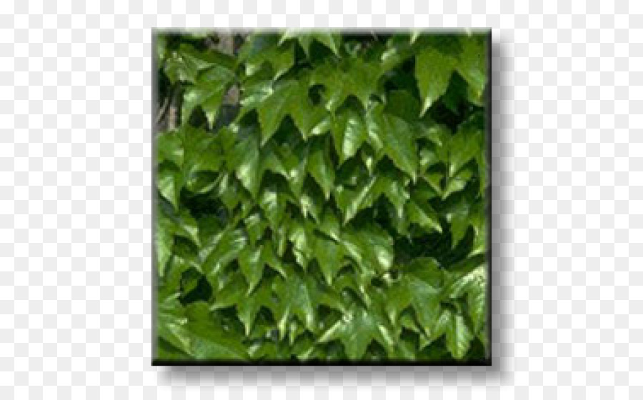 اللبلاب，Parthenocissus Tricuspidata PNG