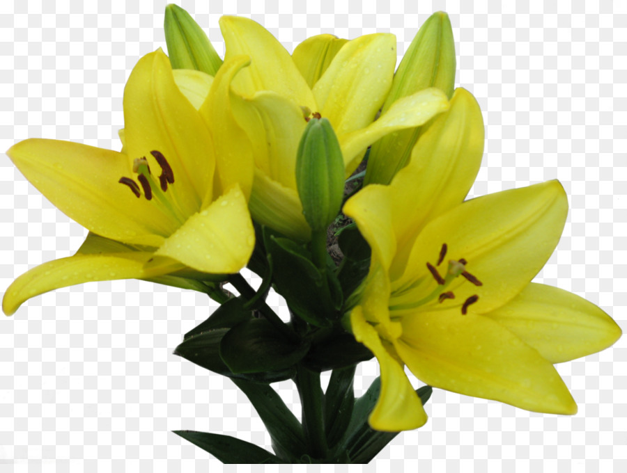 Lilium，الأصفر PNG