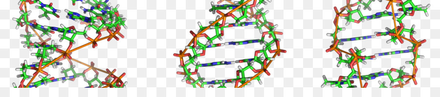 Zdna，الحمض النووي PNG