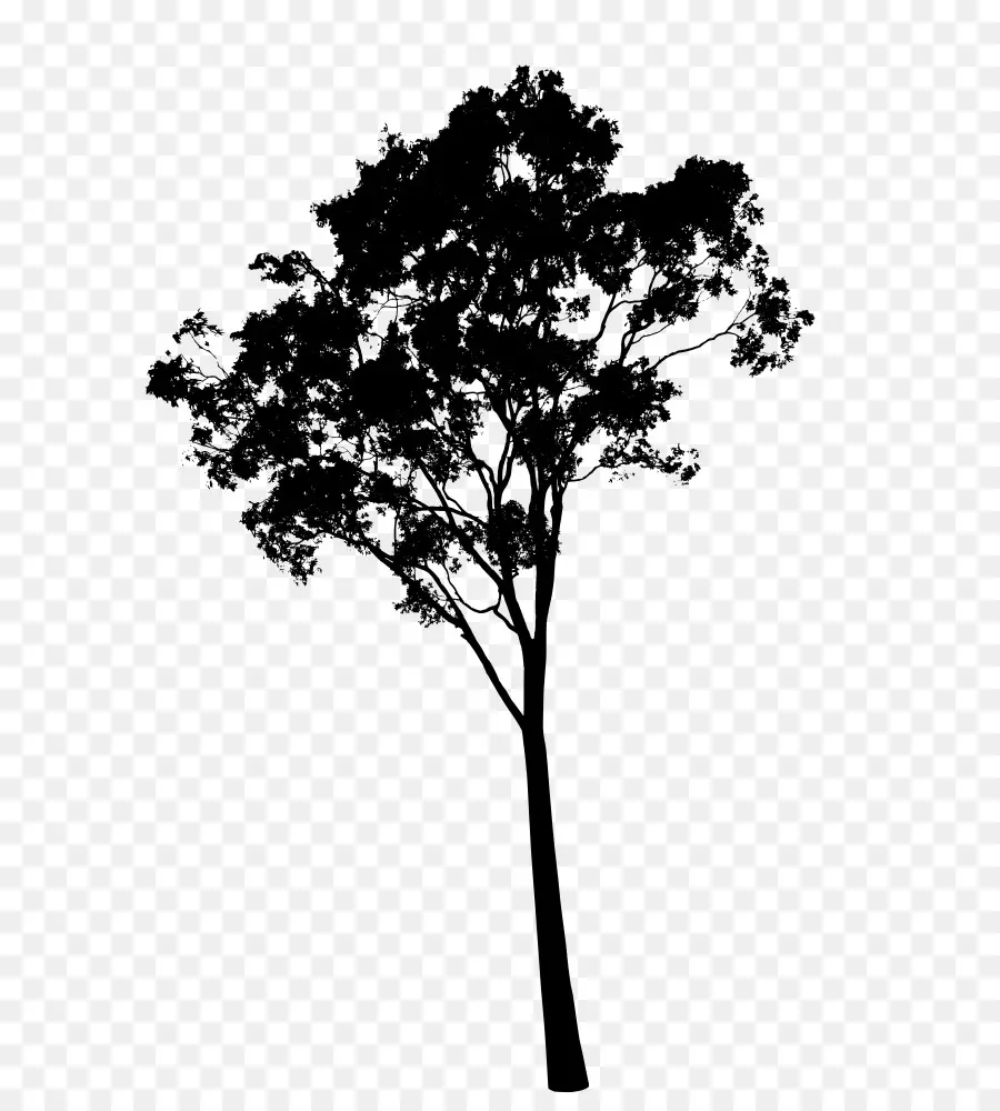 أشجار الصمغ，شجرة PNG