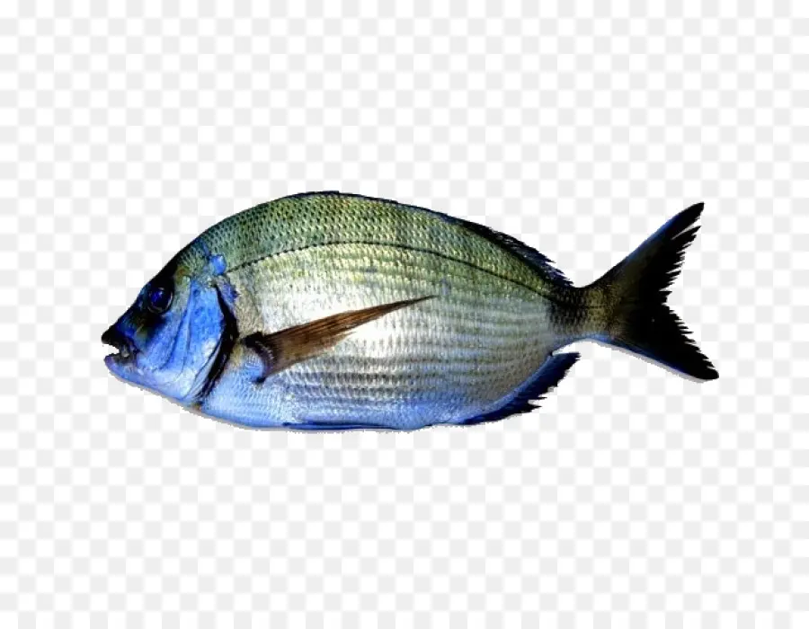الأسماك，الدنيس الأبيض PNG