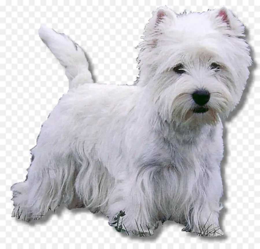 المرتفعات الغربية الكلب الأبيض，بول الكلب PNG