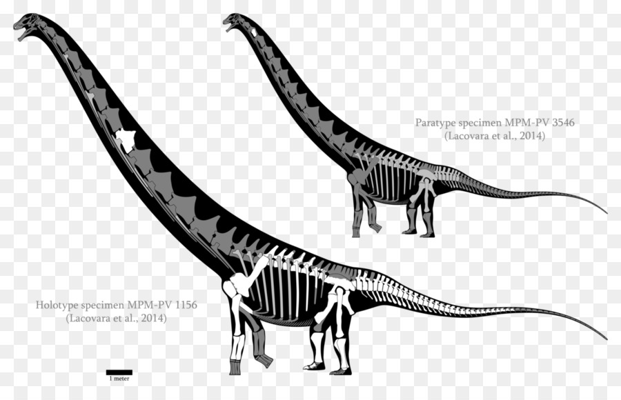 فيلوسيرابتور，Futalognkosaurus PNG