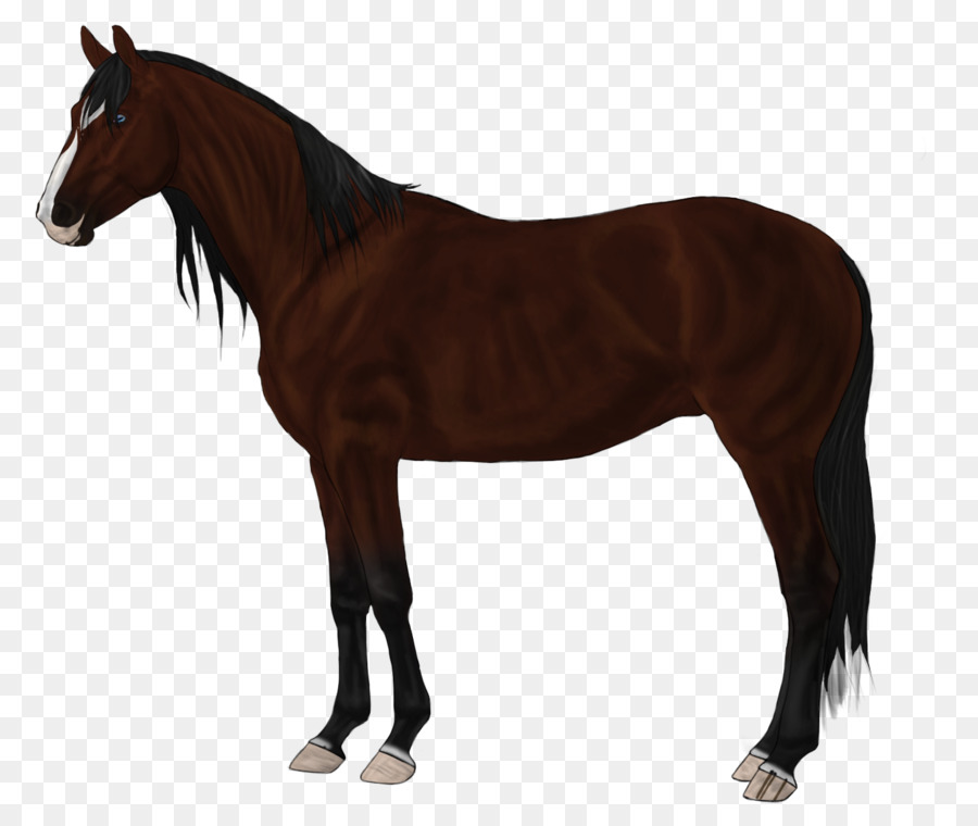 الكندي الحصان，الفحل PNG