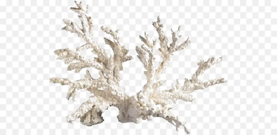 المرجان，الحوض PNG