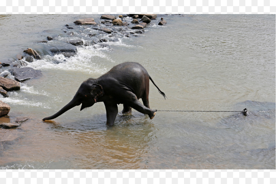 الفيل الهندي，الفيل الأفريقي PNG