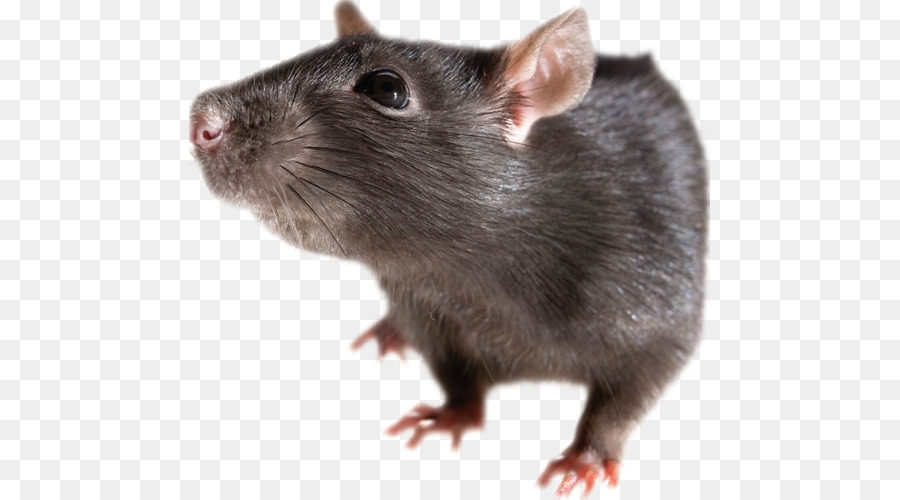 الفئران البنية，الفأر PNG