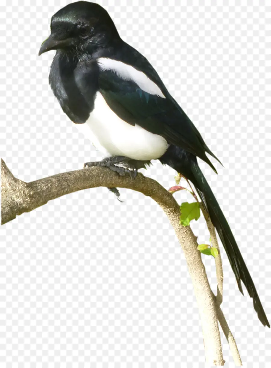 الأوراسي العقعق，الطيور PNG