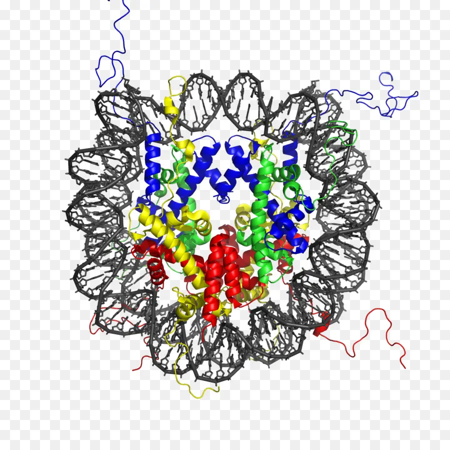 Nucleosome，هيستون PNG