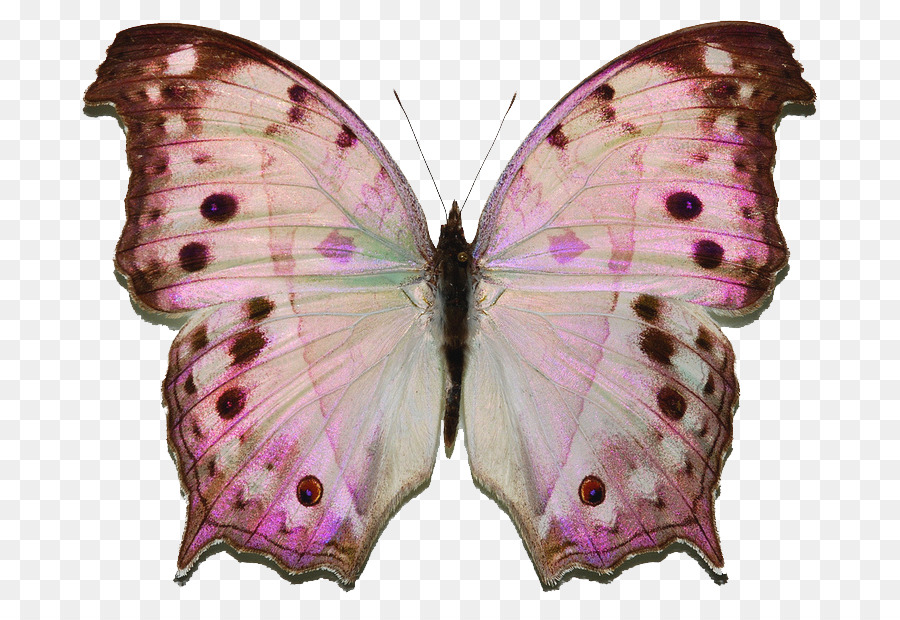 فراشة，Protogoniomorpha Parhassus PNG