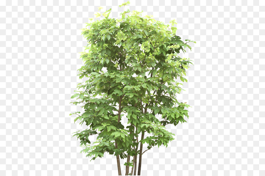 شجرة，لعبة PNG