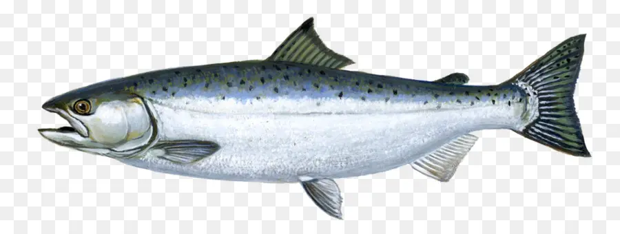 سمك السلمون من طراز شينوك，كوهو PNG