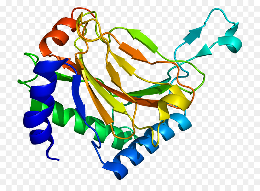 Egln1，Hypoxiainducible العوامل PNG