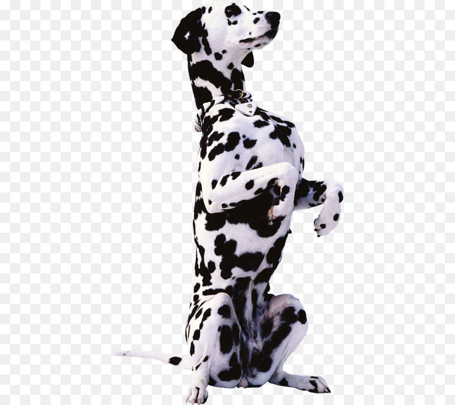 الكلب الدلماسي，بيرن الجبلية الكلب PNG