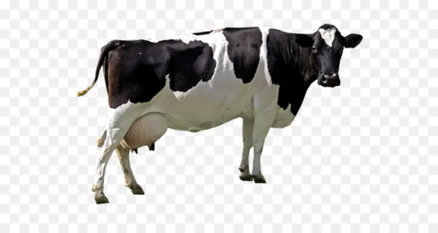 الأبقار الفريزيان هولشتاين，صورة القرار PNG