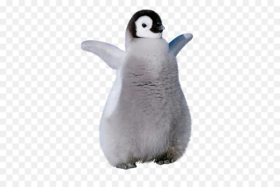 King Penguin，البطريق PNG
