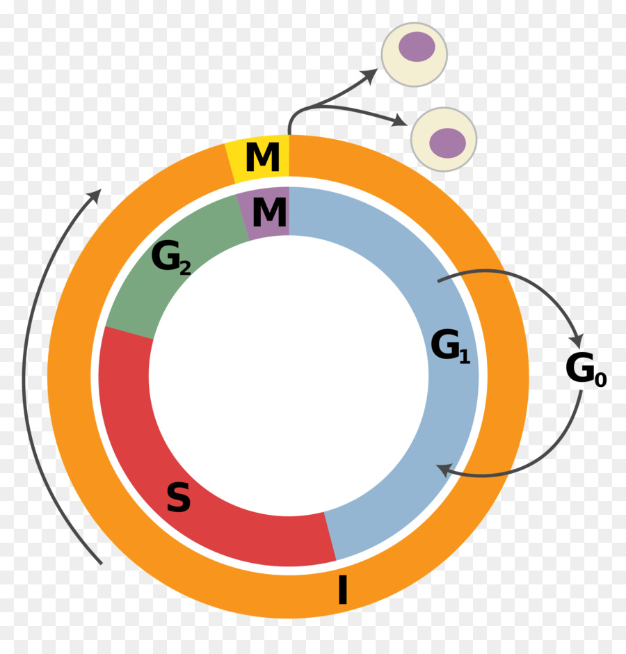 دورة الخلية，الانقسام الخلوي PNG