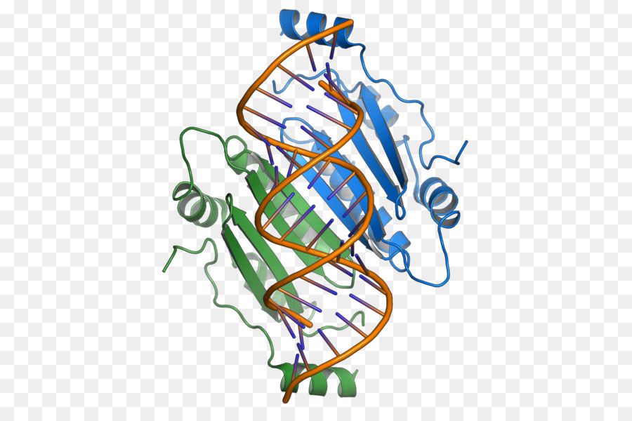 Rna إسكات القامع P19，تداخل الجينات PNG