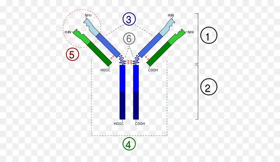 مخطط الأجسام المضادة，علم المناعة PNG