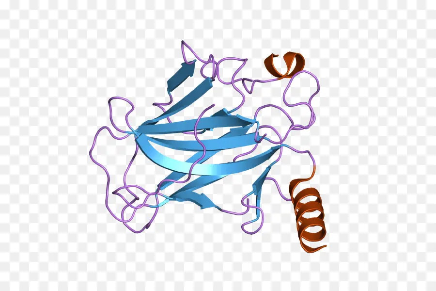 P53，البروتين PNG