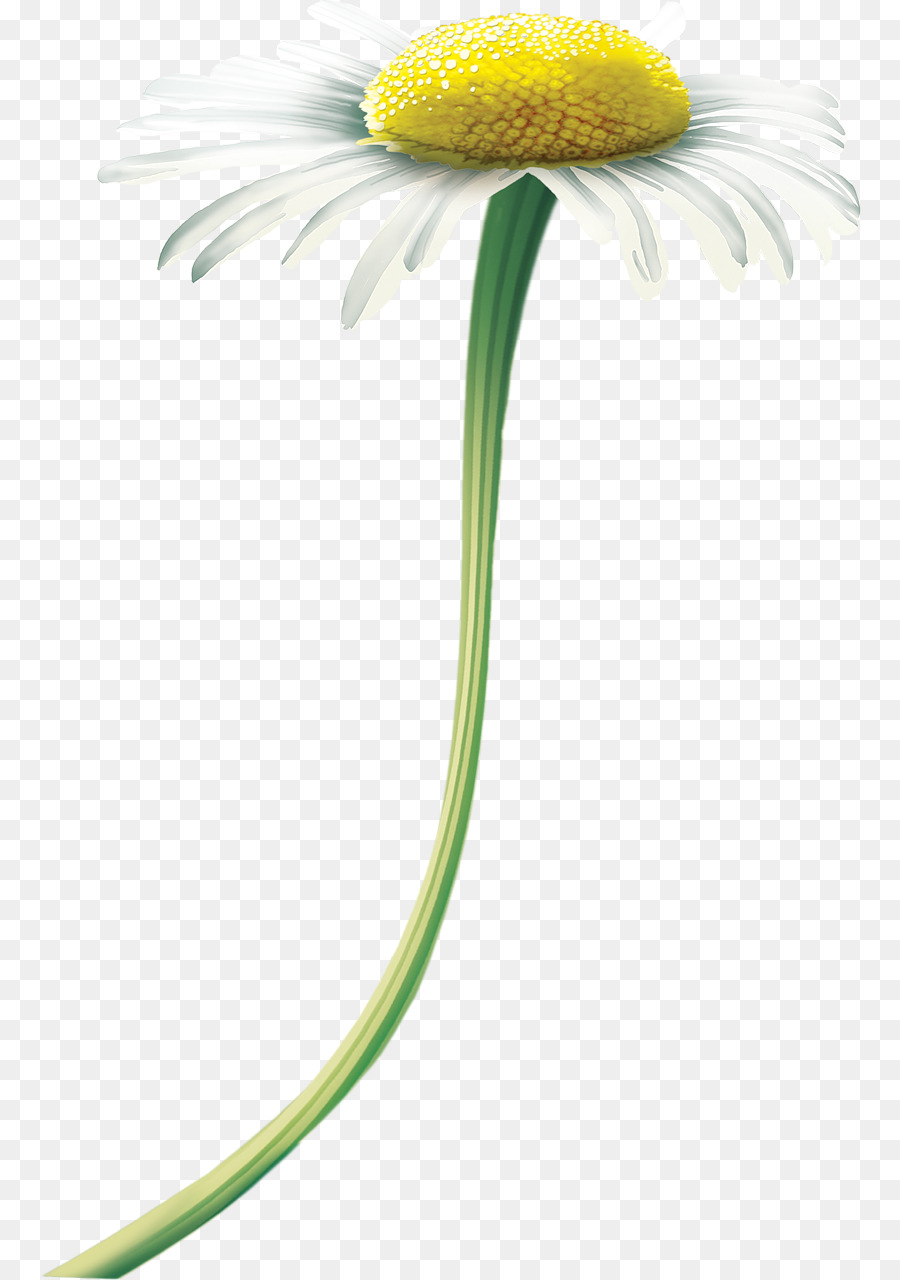 Oxeye ديزي，Matricaria PNG