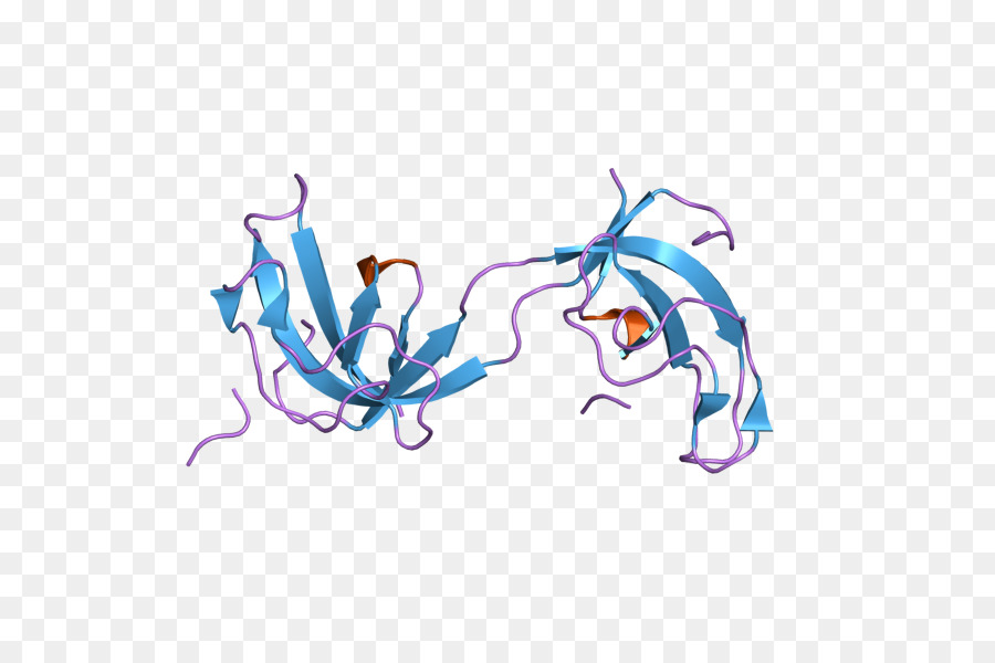 Dynactin，Dctn1 PNG