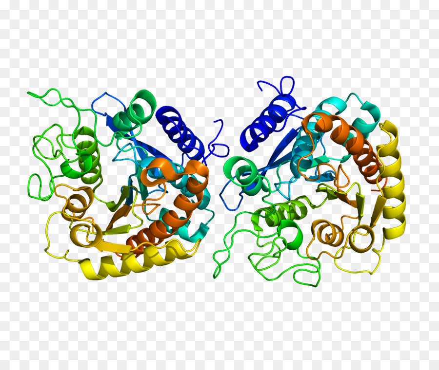 Carboxypeptidase，البروتياز PNG