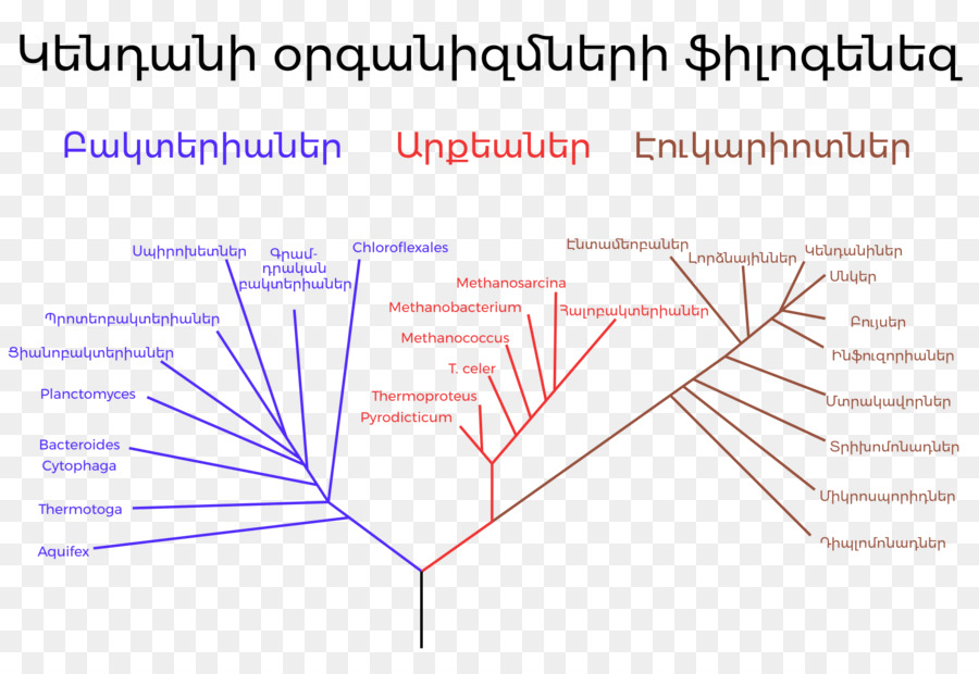 شجرة النشوء والتطور，Phylogenetics PNG