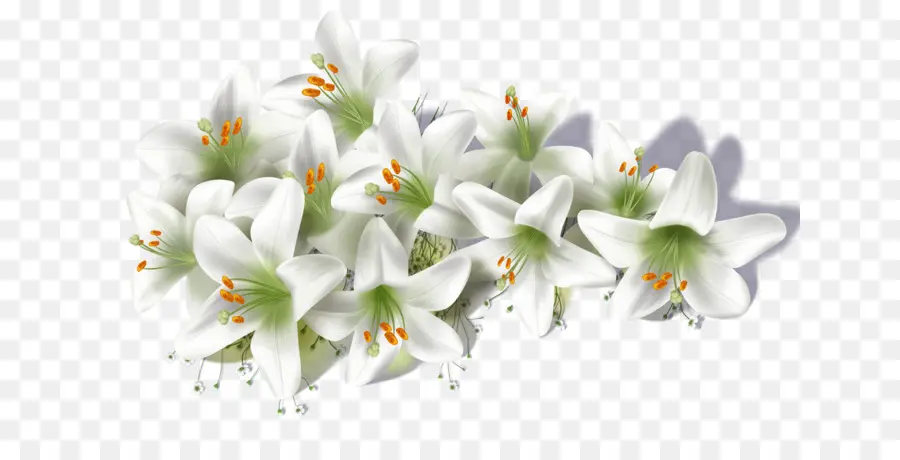 زهرة，Lilium Candidum PNG