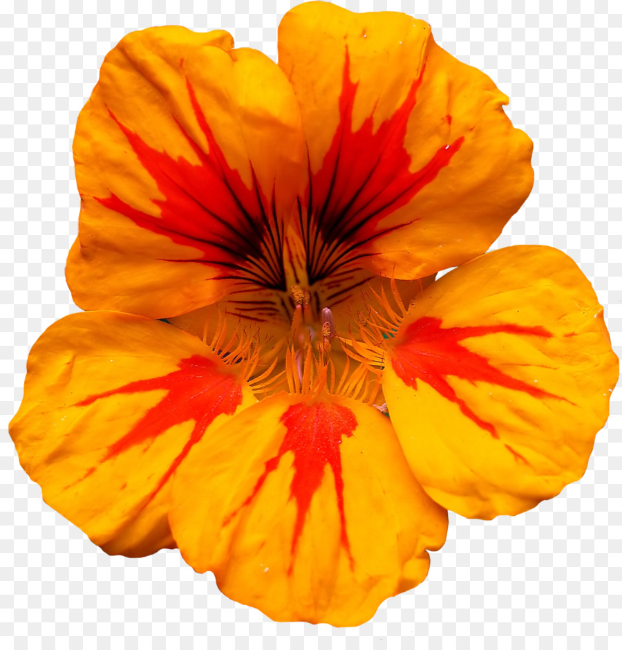 Tropaeolum مجوس，الأحمر PNG