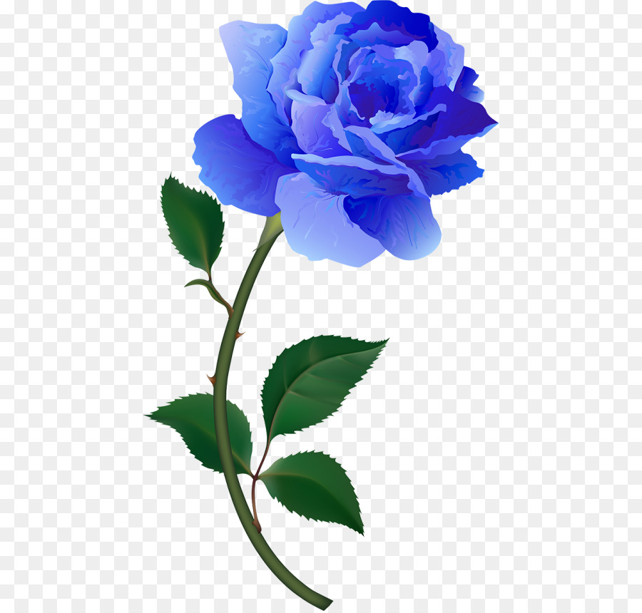 حديقة الورود，ارتفع الأزرق PNG