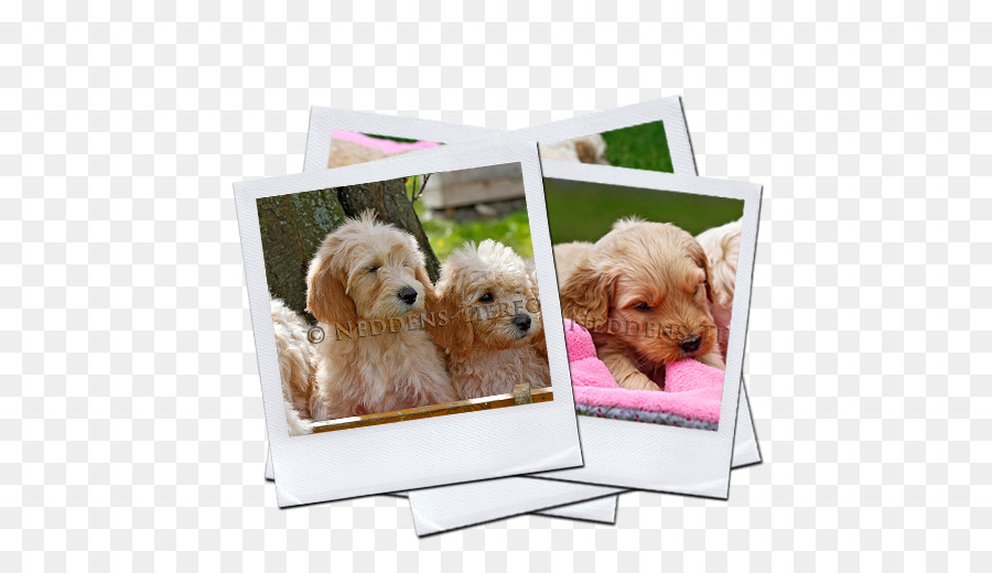 Goldendoodle，Cockapoo PNG