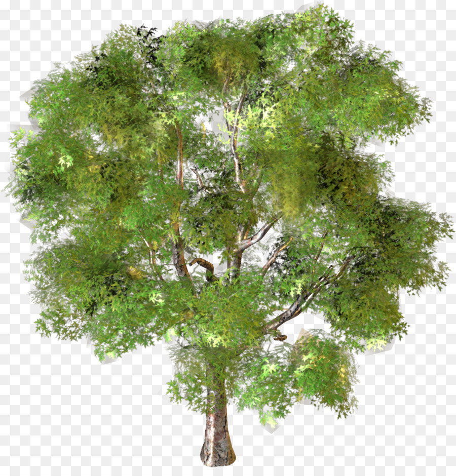 شجرة，منظر جمالي PNG