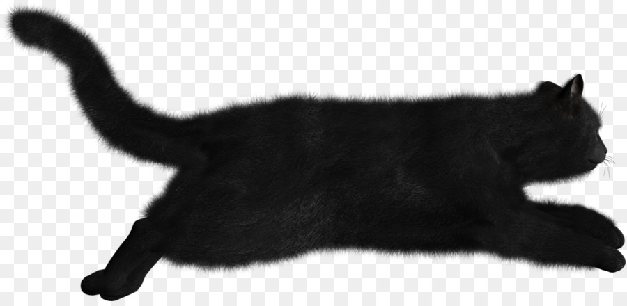 قطة，قط أسود PNG