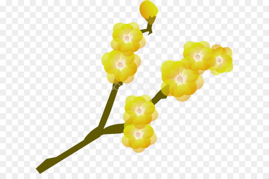 Chimonanthus مبتسر，زهر البرقوق PNG
