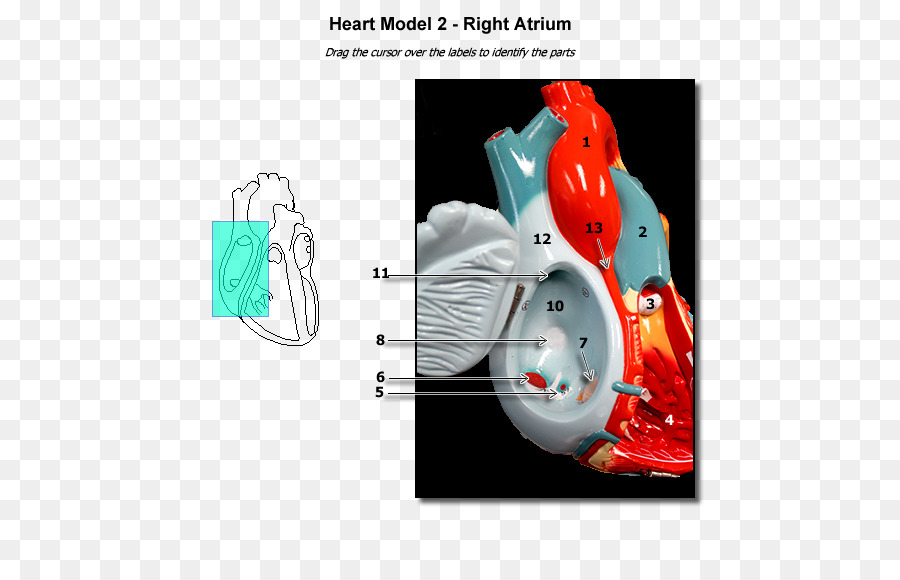 نموذج القلب，تشريح PNG