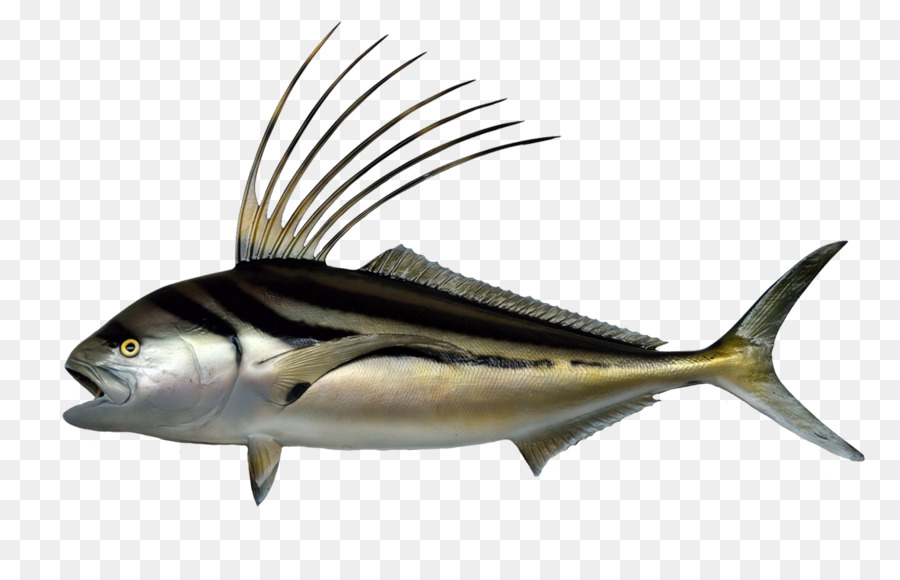 الأسماك，Roosterfish PNG