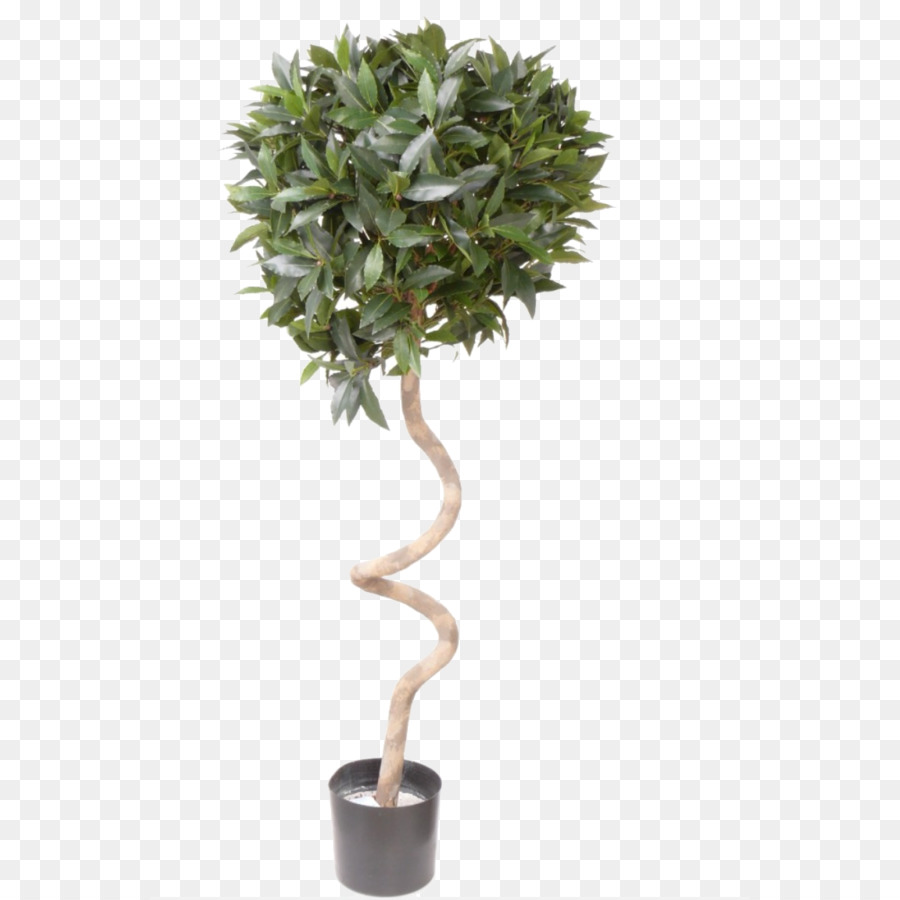 شجرة Succulent