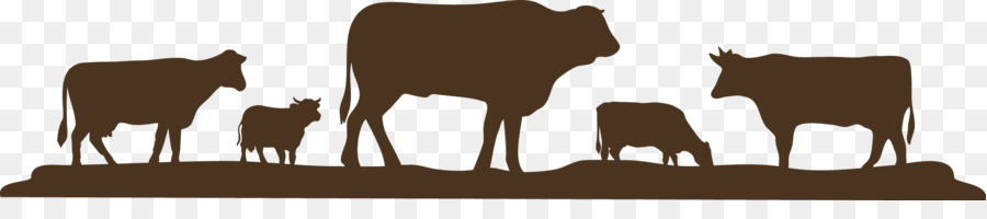 Charolais الماشية，الأبقار PNG