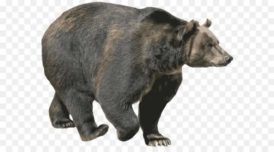 الدب，الدب البني PNG