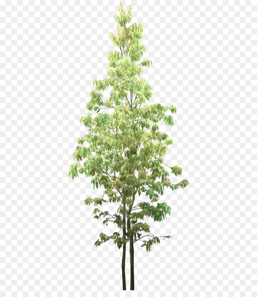 شجرة，Treelet PNG