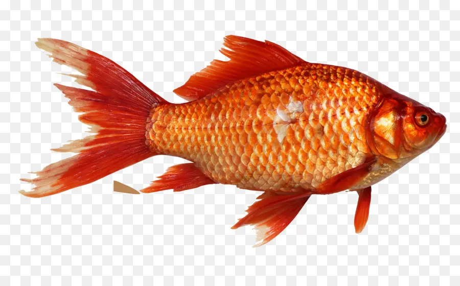 ذهبية，الأسماك PNG