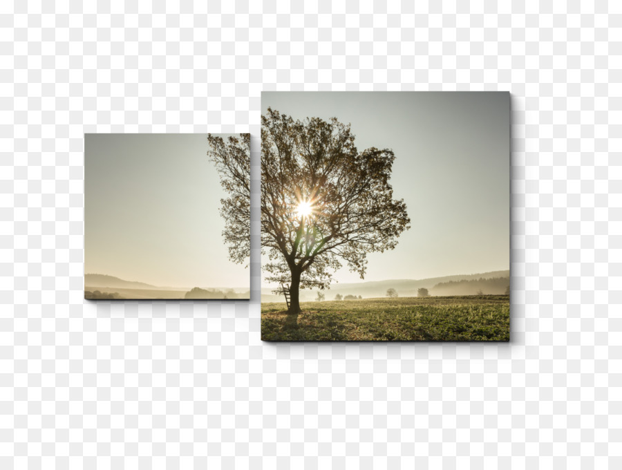 إطارات الصور，شجرة PNG