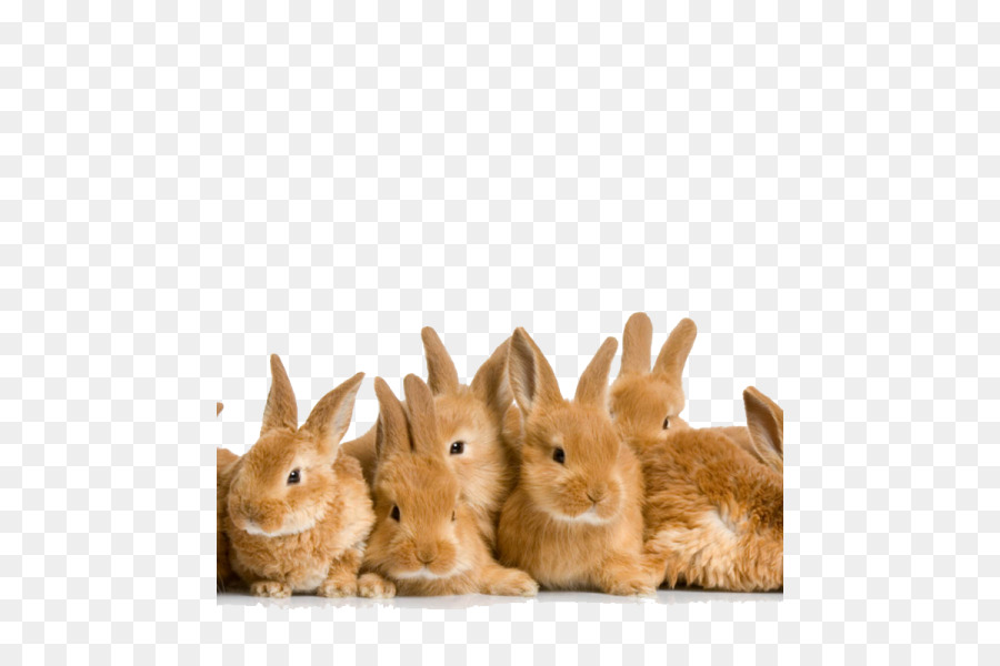 عيد الفصح الأرنب，هولندا لوب PNG
