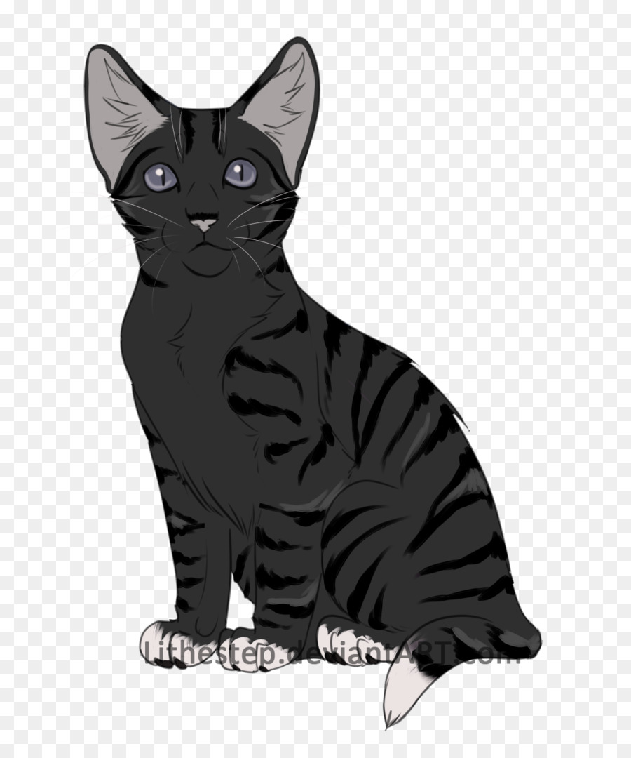 الأمريكية قصيرة الشعر，American Wirehair PNG