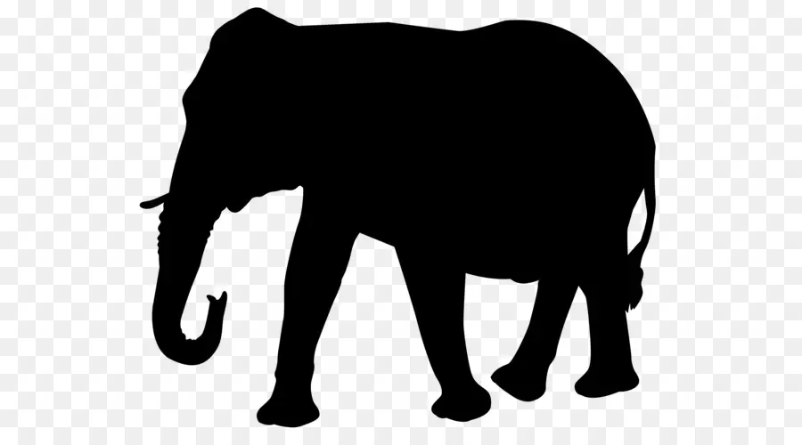 الفيل الأفريقي，صورة ظلية ، PNG