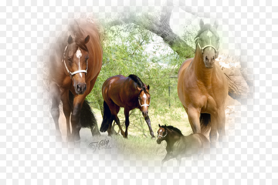 موستانج，أمريكا الربع الحصان PNG