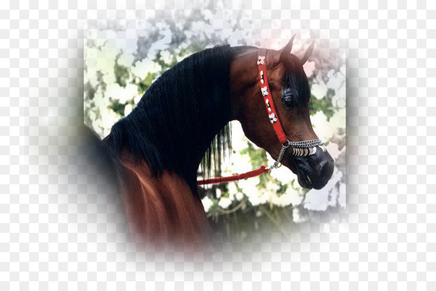 الحصان العربي，الفحل PNG